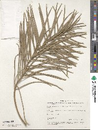 Image of Macrozamia pauli-guilielmi