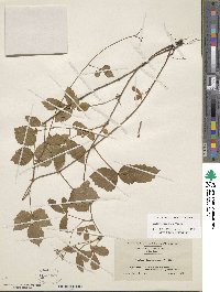 Rubus enslenii image