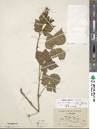 Rubus flagellaris image