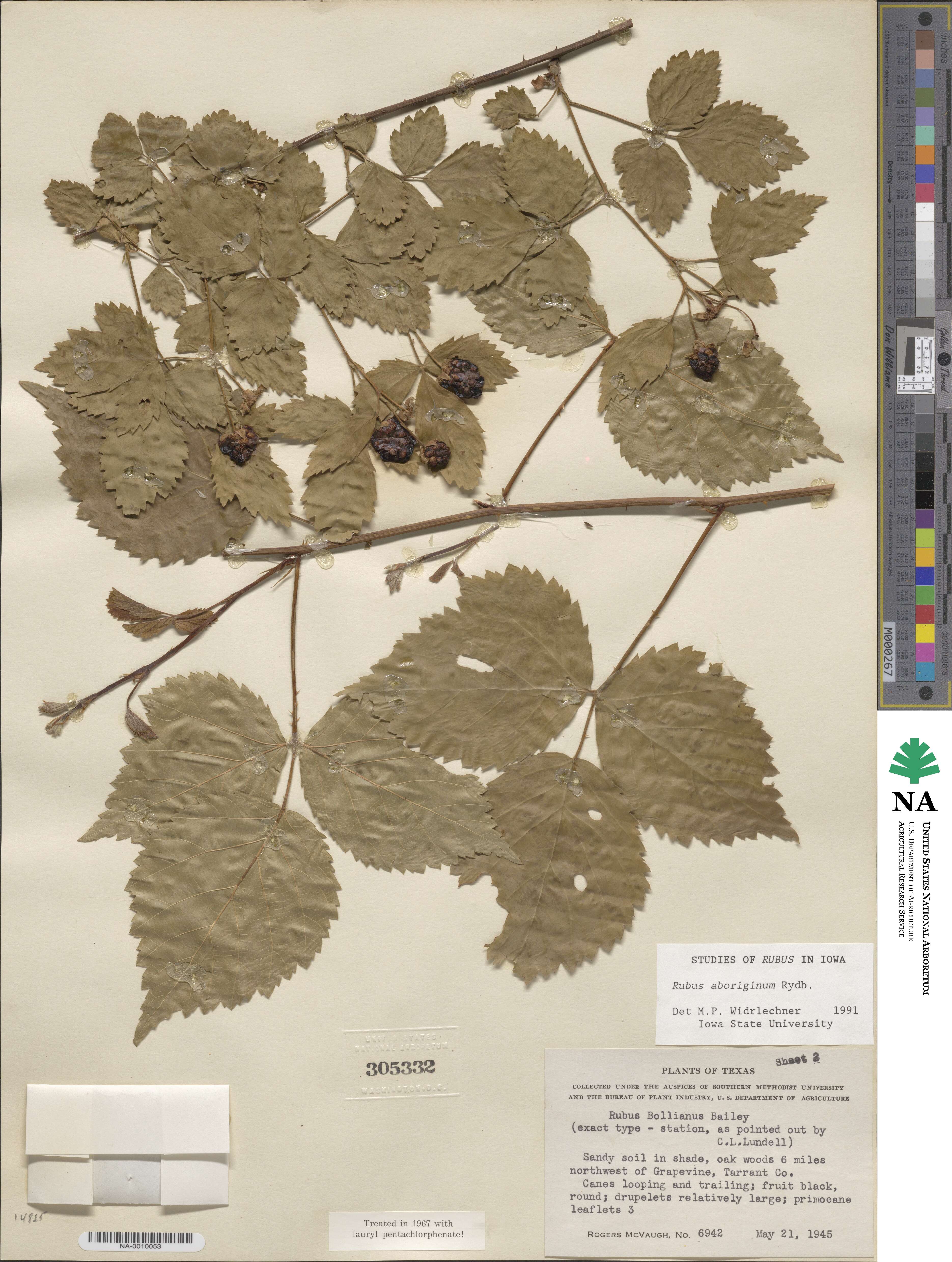 Rubus aboriginum image