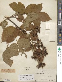 Rubus allegheniensis image