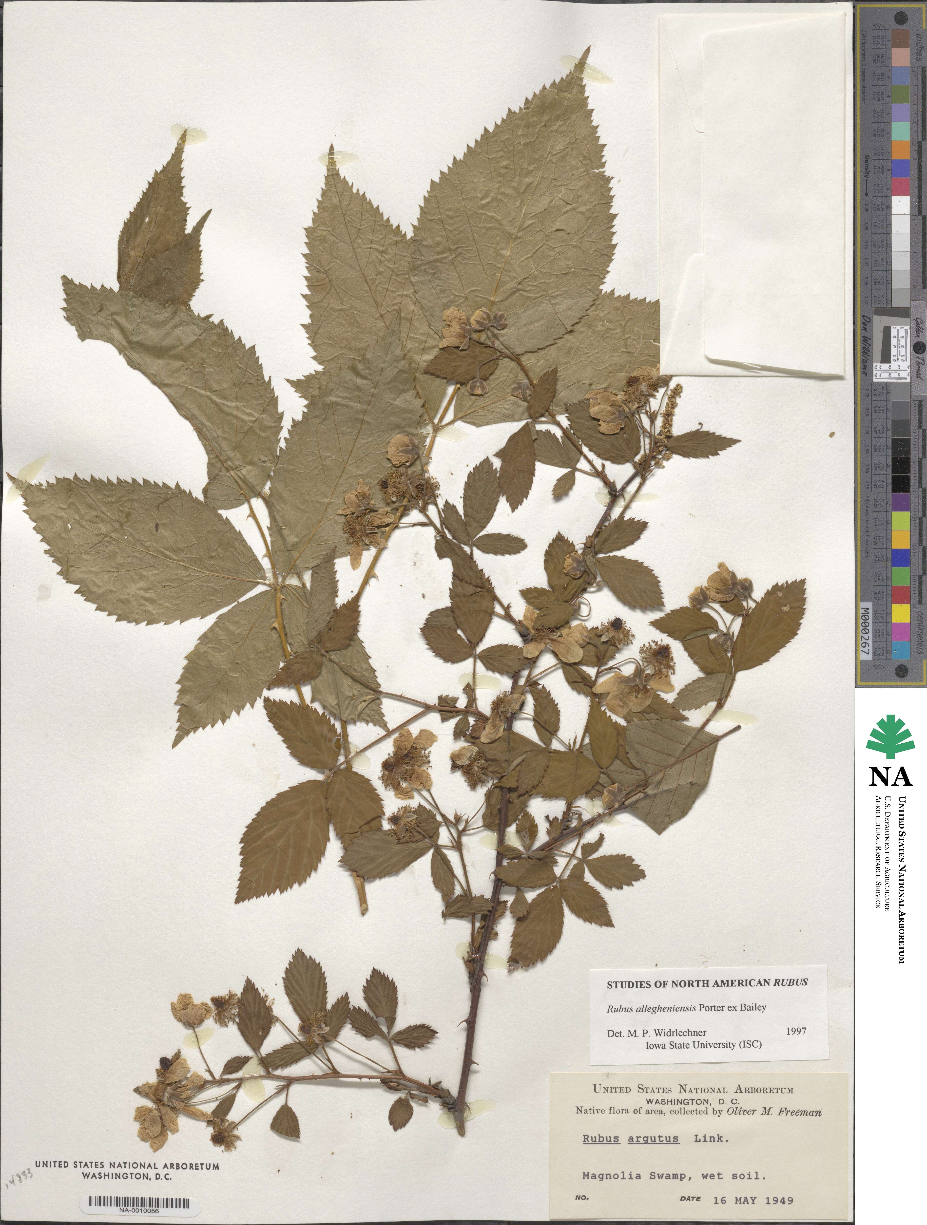 Rubus allegheniensis image