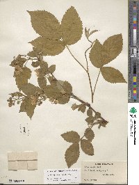 Rubus allegheniensis image