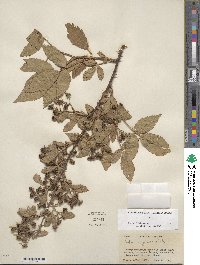 Rubus argutus image