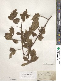 Rubus argutus image