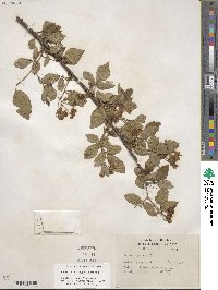 Rubus argutus image