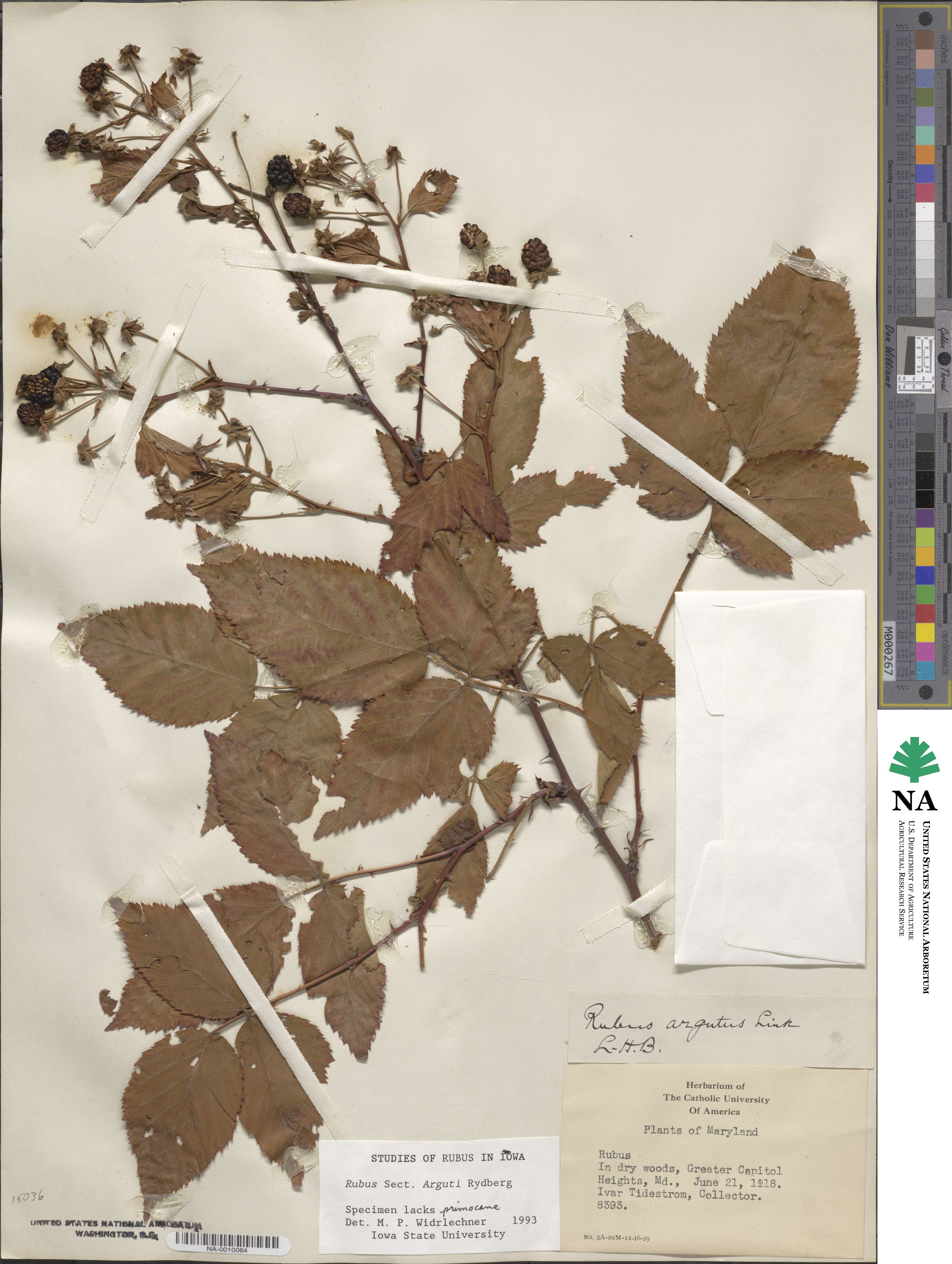 Rubus argutus image