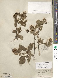 Rubus argutus image