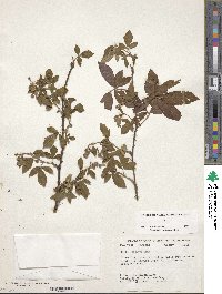 Rubus argutus image