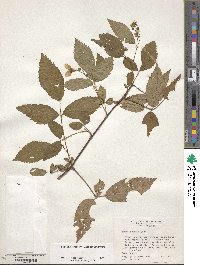 Rubus argutus image