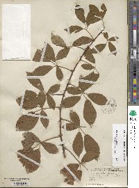 Rubus argutus image