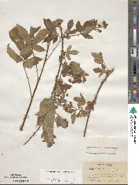 Rubus argutus image