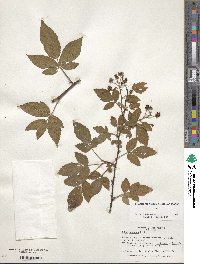 Rubus argutus image