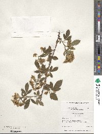 Rubus argutus image