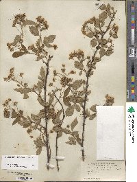 Rubus argutus image