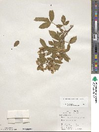 Rubus argutus image