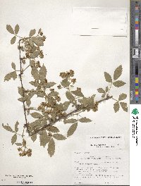 Rubus argutus image