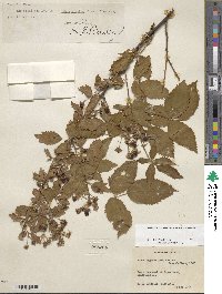 Rubus argutus image