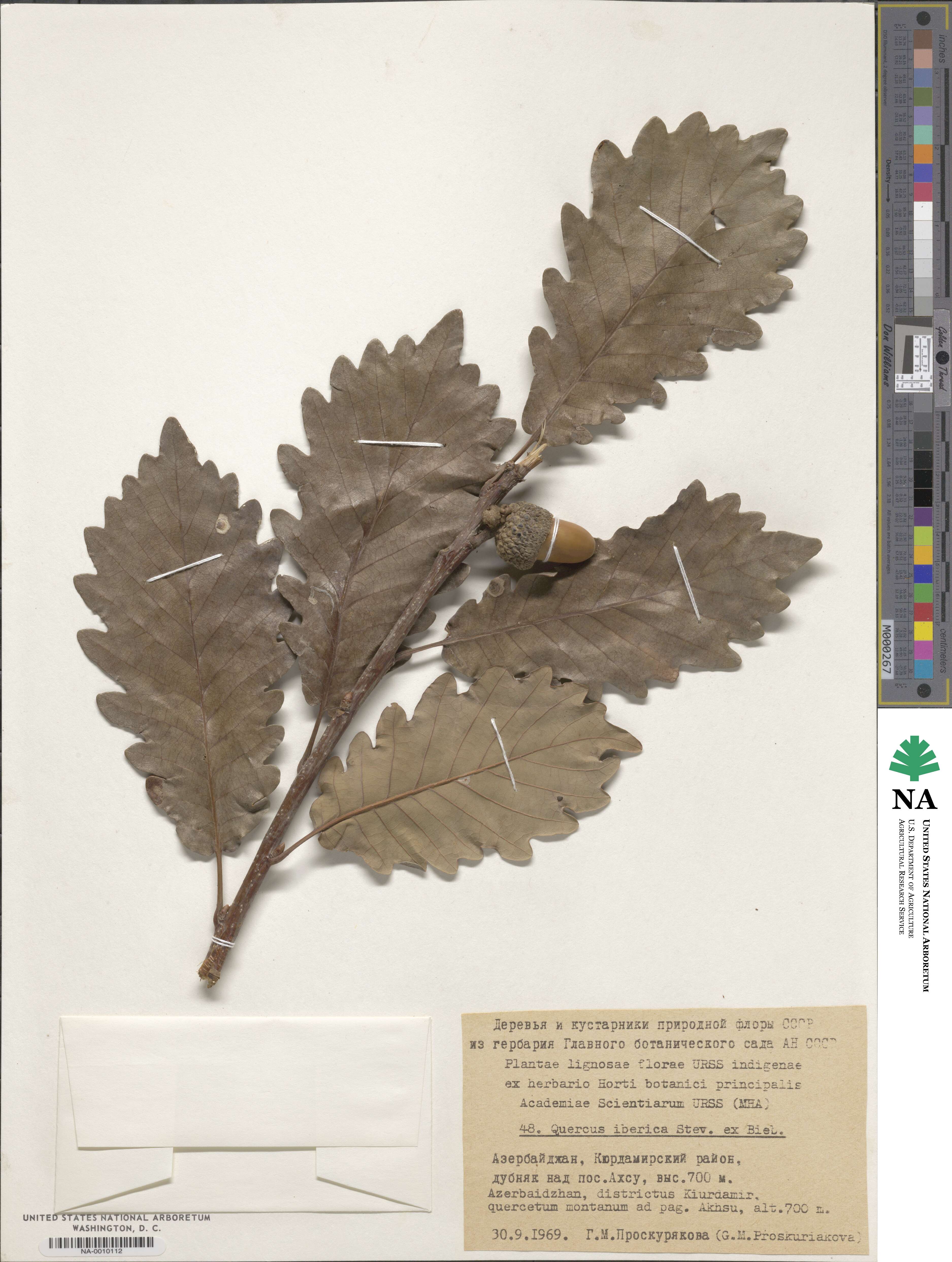 Quercus petraea subsp. polycarpa image