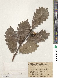 Quercus petraea subsp. polycarpa image