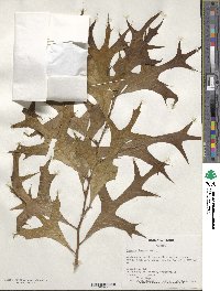 Quercus laevis image