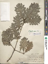 Quercus lanuginosa image