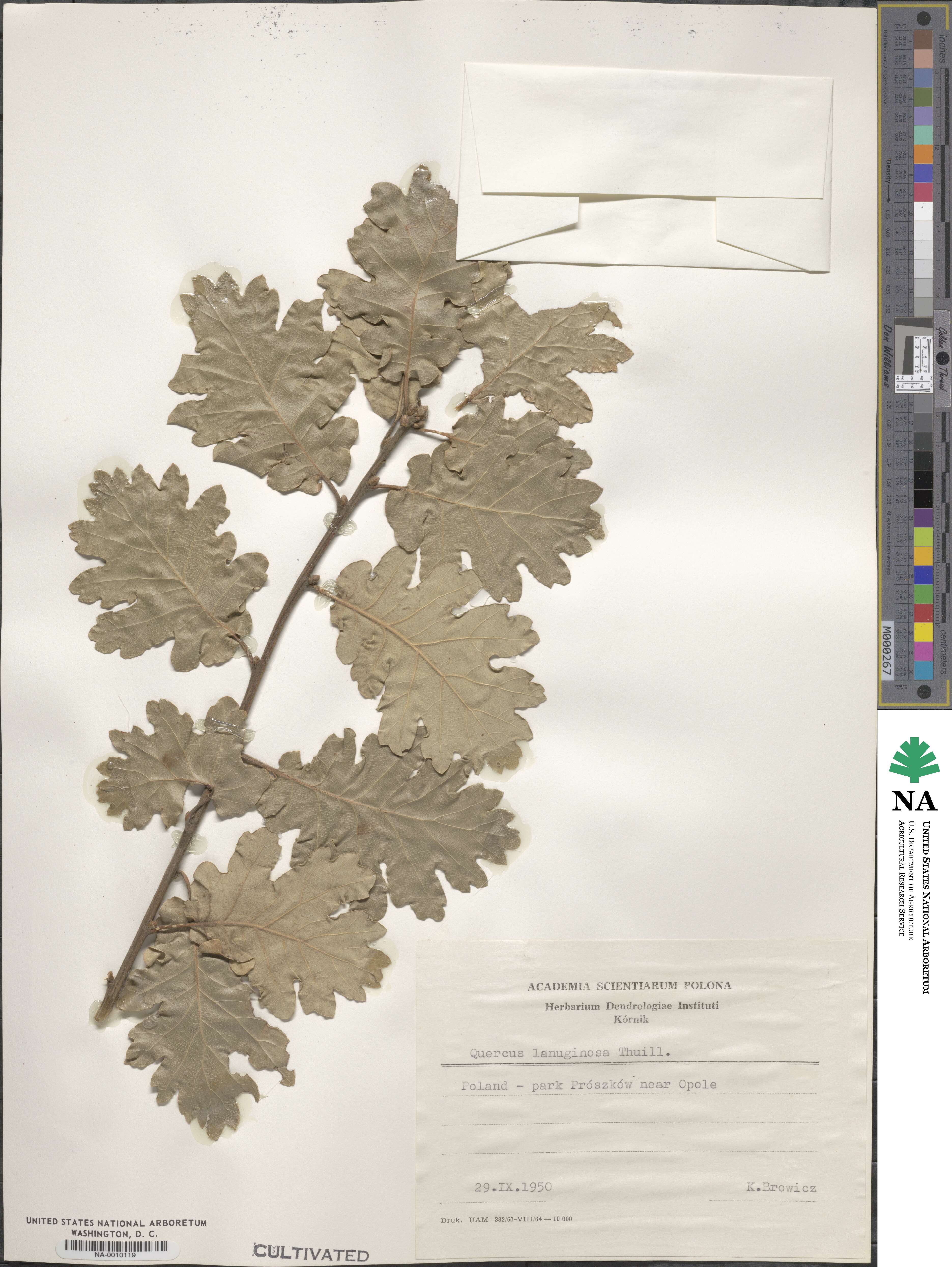 Quercus lanuginosa image
