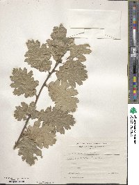 Quercus lanuginosa image