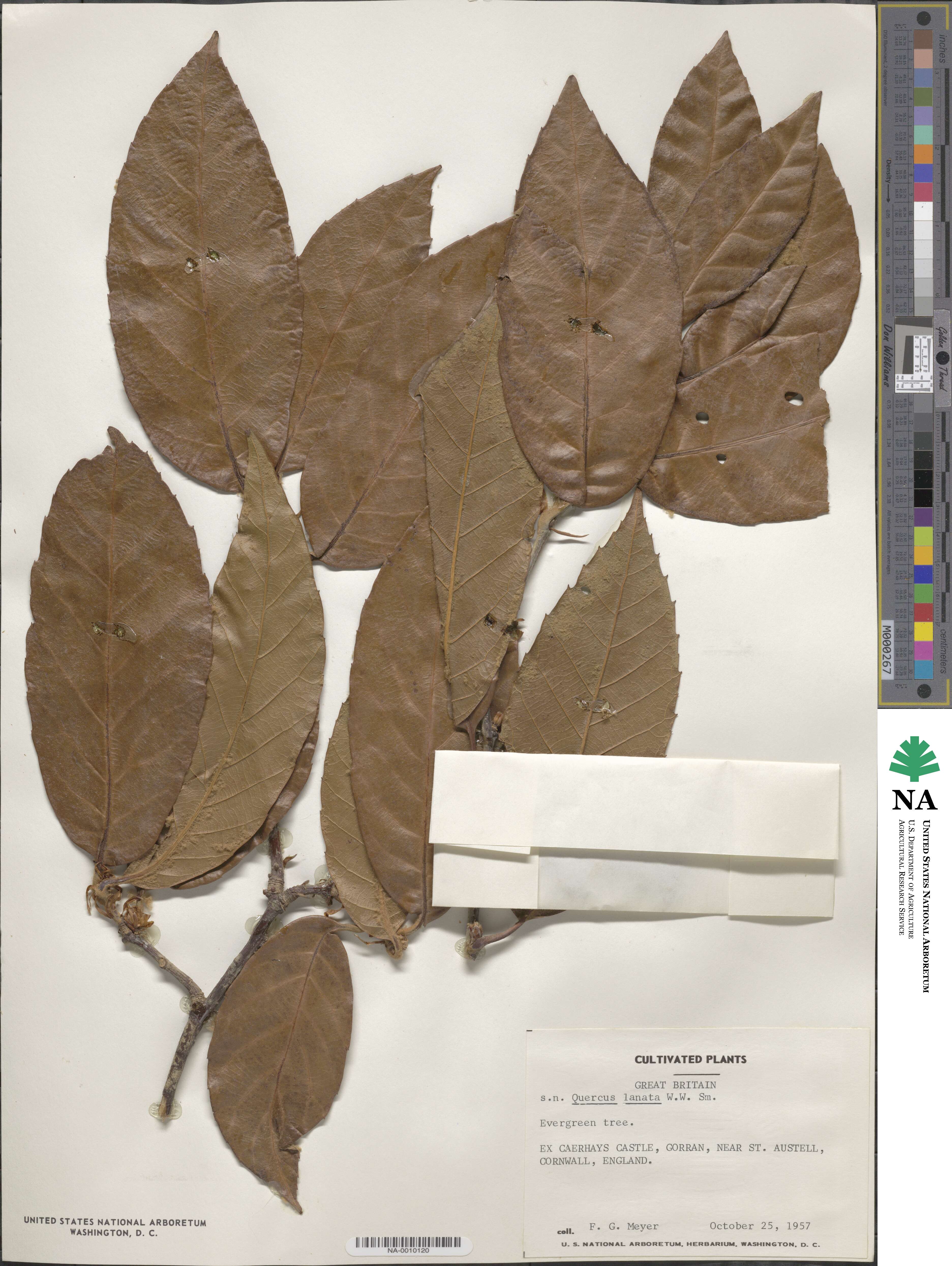 Quercus lanata image