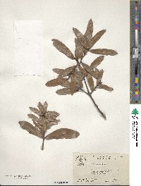 Quercus laurifolia image