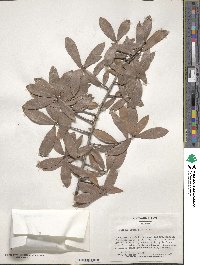 Quercus laurifolia image