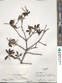 Quercus laurifolia image