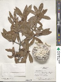 Quercus laurifolia image