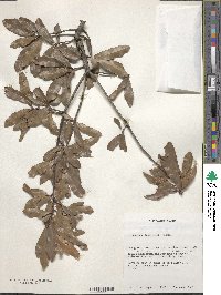 Quercus laurifolia image