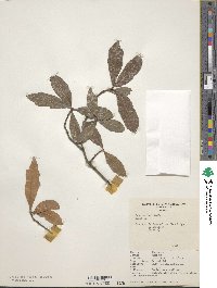 Quercus laurifolia image