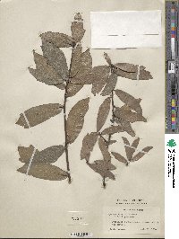 Quercus laurifolia image