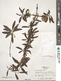 Quercus laurifolia image