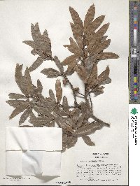 Quercus laurifolia image