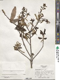 Quercus laurifolia image