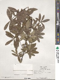 Quercus laurifolia image