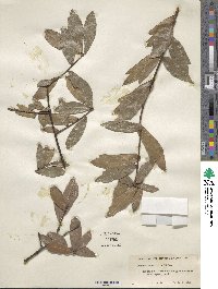 Quercus laurifolia image