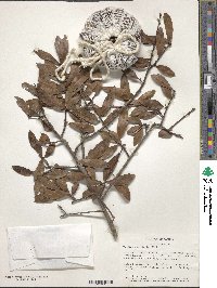 Quercus laurifolia image