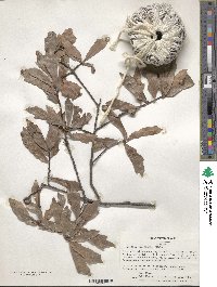 Quercus laurifolia image