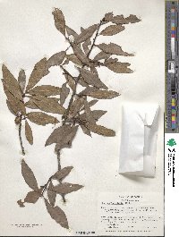 Quercus laurifolia image