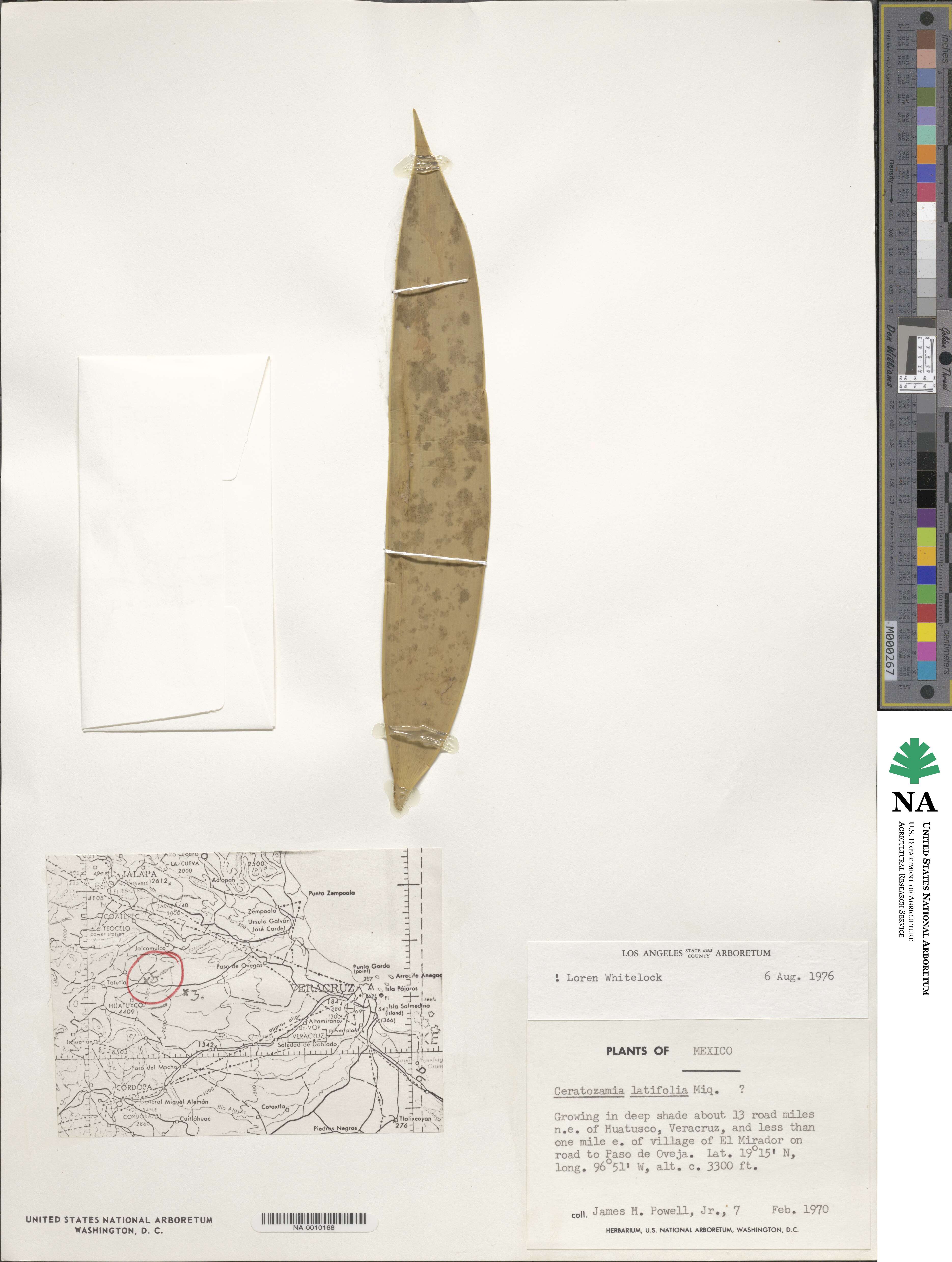 Ceratozamia image
