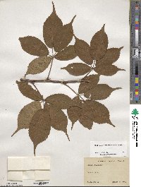 Rubus canadensis image