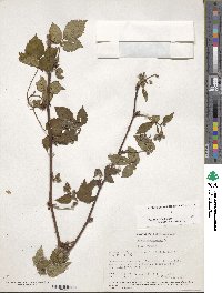 Rubus canadensis image