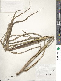 Image of Paspalum cordatum