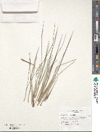 Paspalum ionanthum image