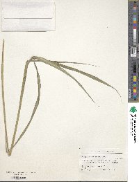 Paspalum malacophyllum image